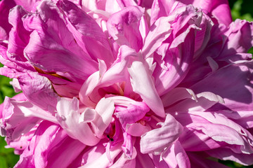 Peony flower closeup