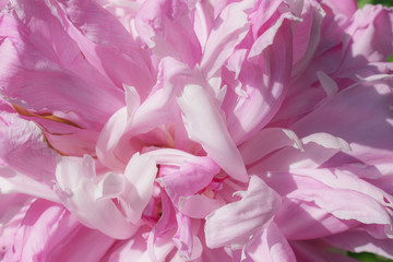 Peony flower closeup