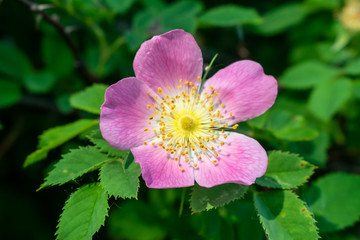 Wild roses blossom