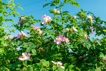 Wild roses blossom