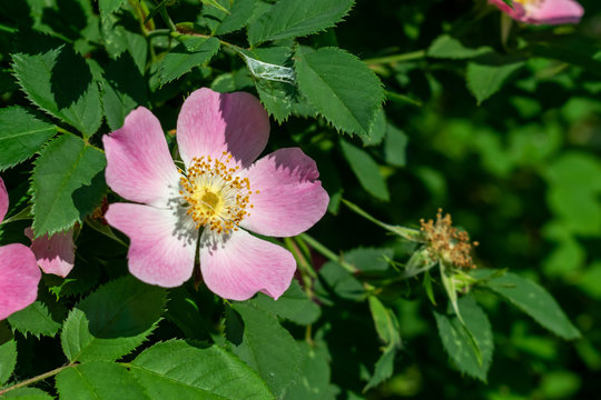 Wild Roses Blossom