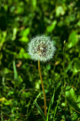 dandelion on background of green grass