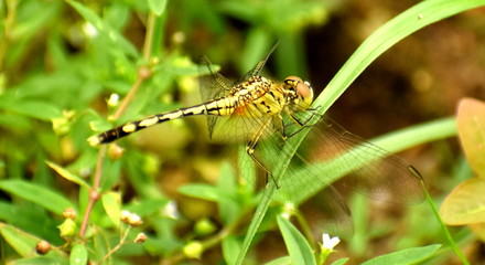 Yellow and black dragonfly on blade of grass