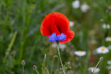 red poppy flowers in a meadow