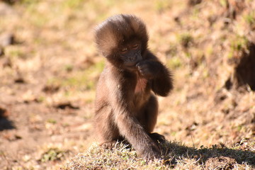 Cute baby Gelada (bleeding heart) baboon looking at the camera while eating