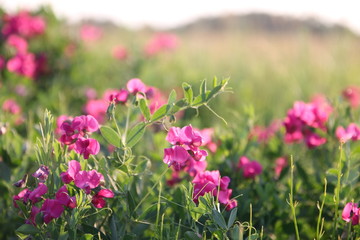 Pink peas in the meadow, summer