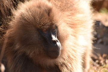 Gelada (bleeding heart) baboon staring into the distance