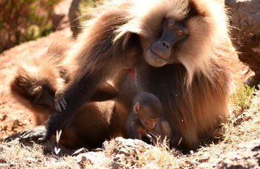 Gelada (bleeding heart) baboon mother watching over its baby