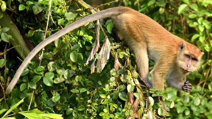 Monkey about to eat fruit looking at camera
