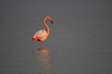 Pink flamingo standing on one leg in a brine lagoon in the South of France