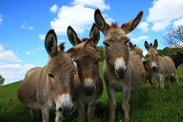 Miranda donkeys intrigued by the photographer
