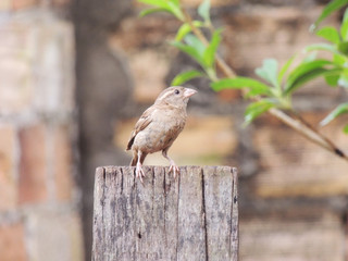 Pássaro, Bird