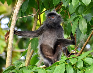 Monkey sitting relaxed in a tree
