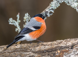  bullfinch