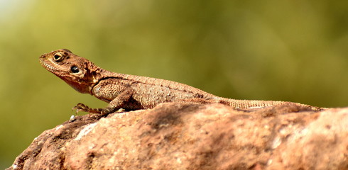 Brown lizard sitting on a rock