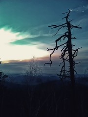 Countryside landscape with dry tree and birch trees at evening dusk