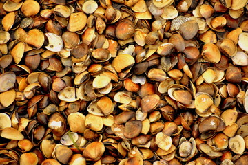 Background of seashells