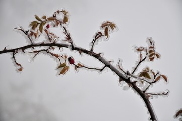 Rosehip