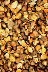 Background of seashells
