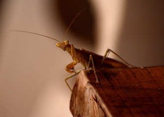 Praying mantis on the edge of a table looking at the camera