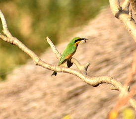 Colorful bee-eater with an insect in its beak