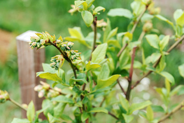 Obraz premium Blueberries ripen on bush. Gardening, harvesting berries. Close-up, macro.