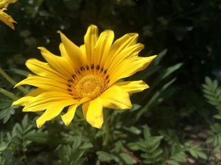 Yellow beautiful sunflower growing