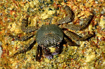 Crab sitting on colorful rocks