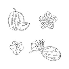 Hand drawn vector watermelon collection. Natural sketch watermelon set.