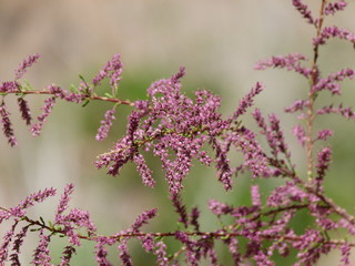 lilac flowers on blurred background