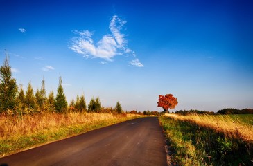 Maple tree with coloured leafs along asphalt road at autumn/fall daylight