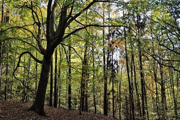 Creepy broad leaf trees forest at autumn / fall daylight