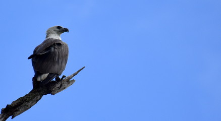 Eagle sitting on a branch in front of a blue sky