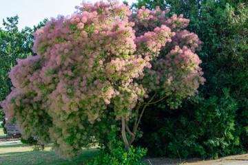 The tree was beautiful with fluffy pink branches. Flowering in spring. Close-up , background, texture.