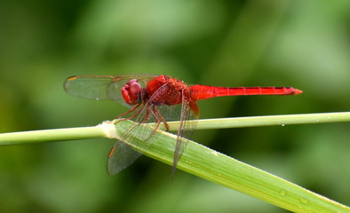 Bright red dragonfly sitting on a blade of grass