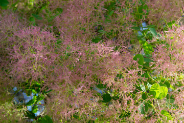 The tree was beautiful with fluffy pink branches. Flowering in spring. Close-up , background, texture.