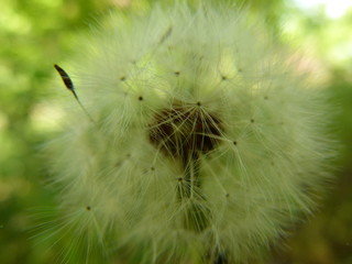 faded dandelion, seeds