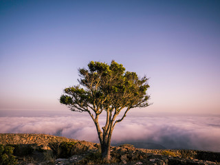 A single tree on top of a mountain above the clouds during sunset