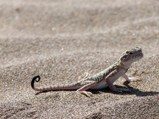 toad lizard on sand