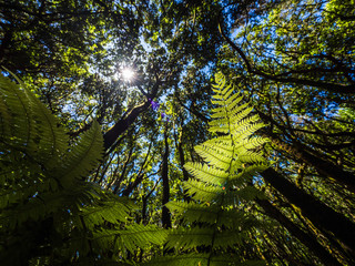 Fototapeta premium Scenery of a fairytale magical forest of El Cedro Forest near Garajonay National Park in La Gomera, Canary Islands, Spain