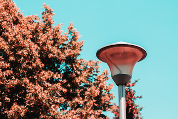 Retro light pole sitting next to a blooming tree with pink flowers and colorful leaves during day...