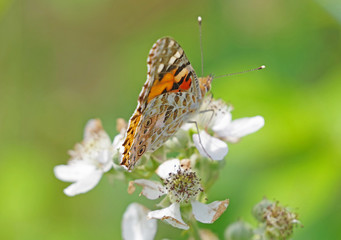 big beautiful butterfly