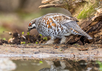 	hazel grouse