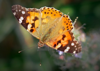big beautiful butterfly