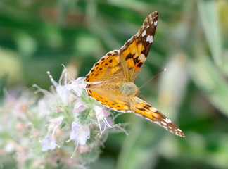 big beautiful butterfly