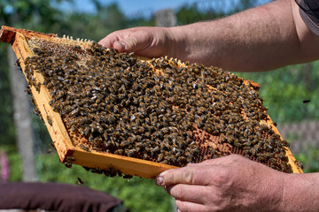 Bee Inspection