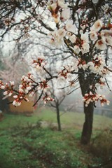 Apple tree blossoming in misty landscape