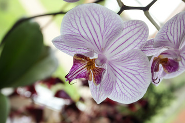 Macro photo of orchid with blurred background