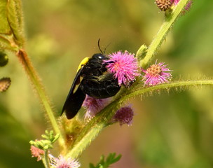 Yellow and black insect on a flower