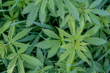Fototapeta na wymiar Thickets of young wild marijuana plants.